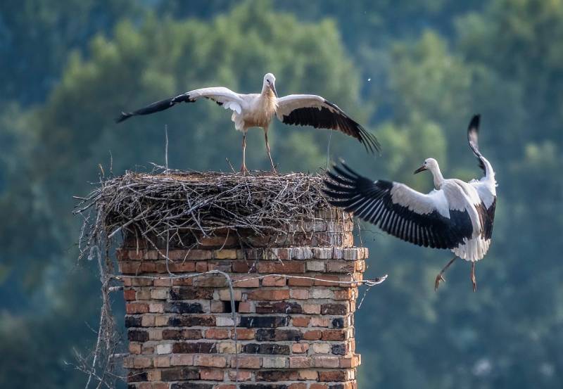 Professional Chimney Animal Removal Services in Wayne, Michigan