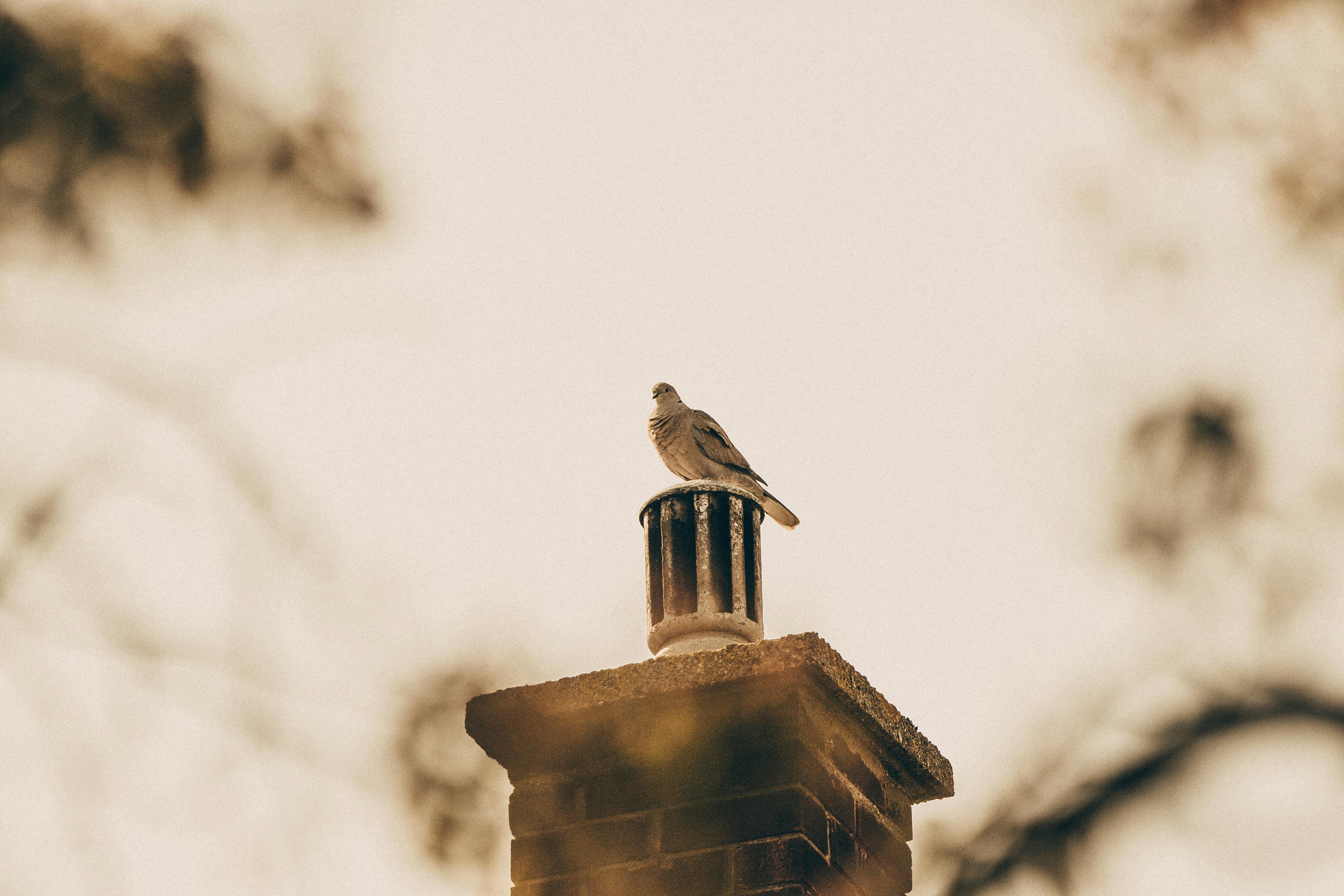 Professional Chimney Cap Installation Services in Wayne, MI Expert Chimney Cap Installation in Wayne, Michigan